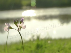 img_494