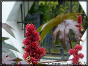 img_775